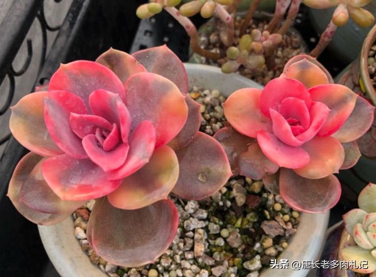 多肉彩虹糖和彩虹是一个品种吗 (多肉彩虹糖好养吗)