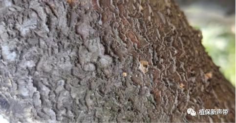 蛀干害虫为害症状识别,什么是蛀干害虫