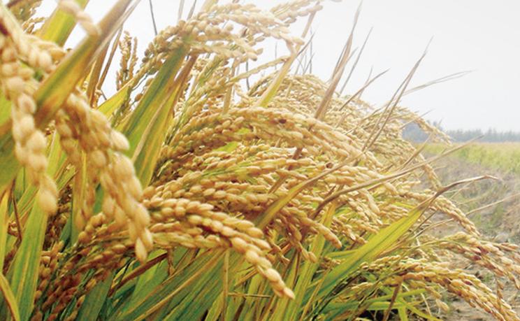 忠县农产品特色,重庆忠县农副土特产品