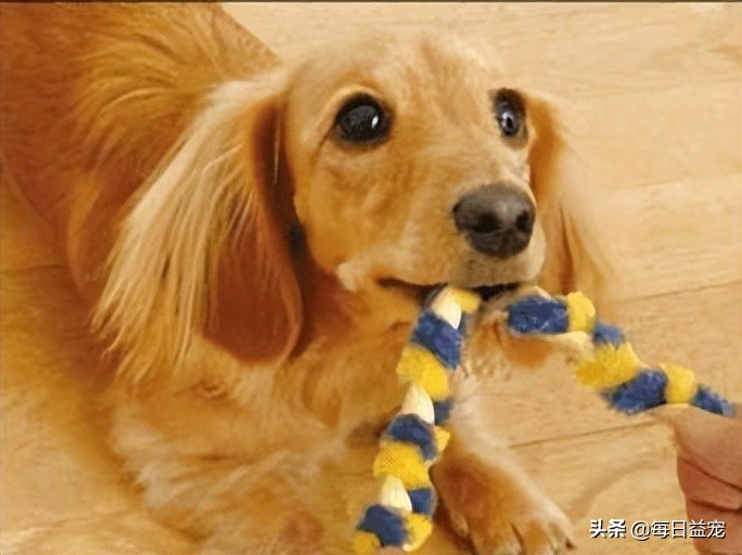 为什么狗狗老是喜欢咬裤脚,狗狗咬裤腿是什么意思