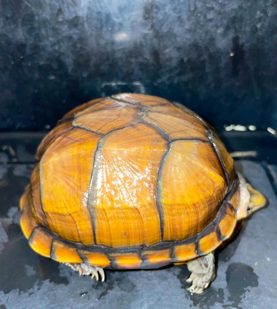 乌龟好看好玩又好养的蛋龟,最值得养的蛋龟品种