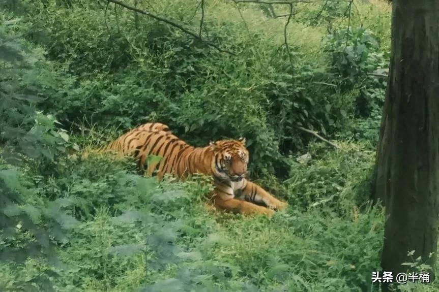 遇到老虎如何保命千万不要逃跑,在野外遇到老虎应该怎么自救