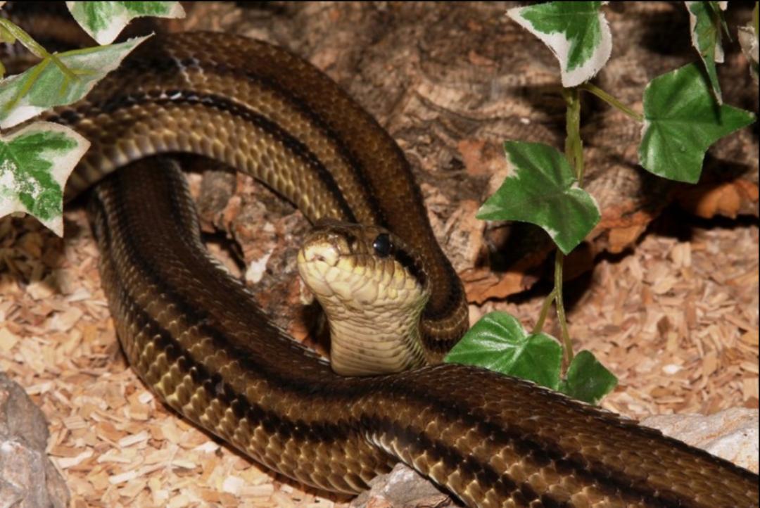 「原来欧洲有这么多种蛇？！」偷师卡塞尔的豢龙大师·下