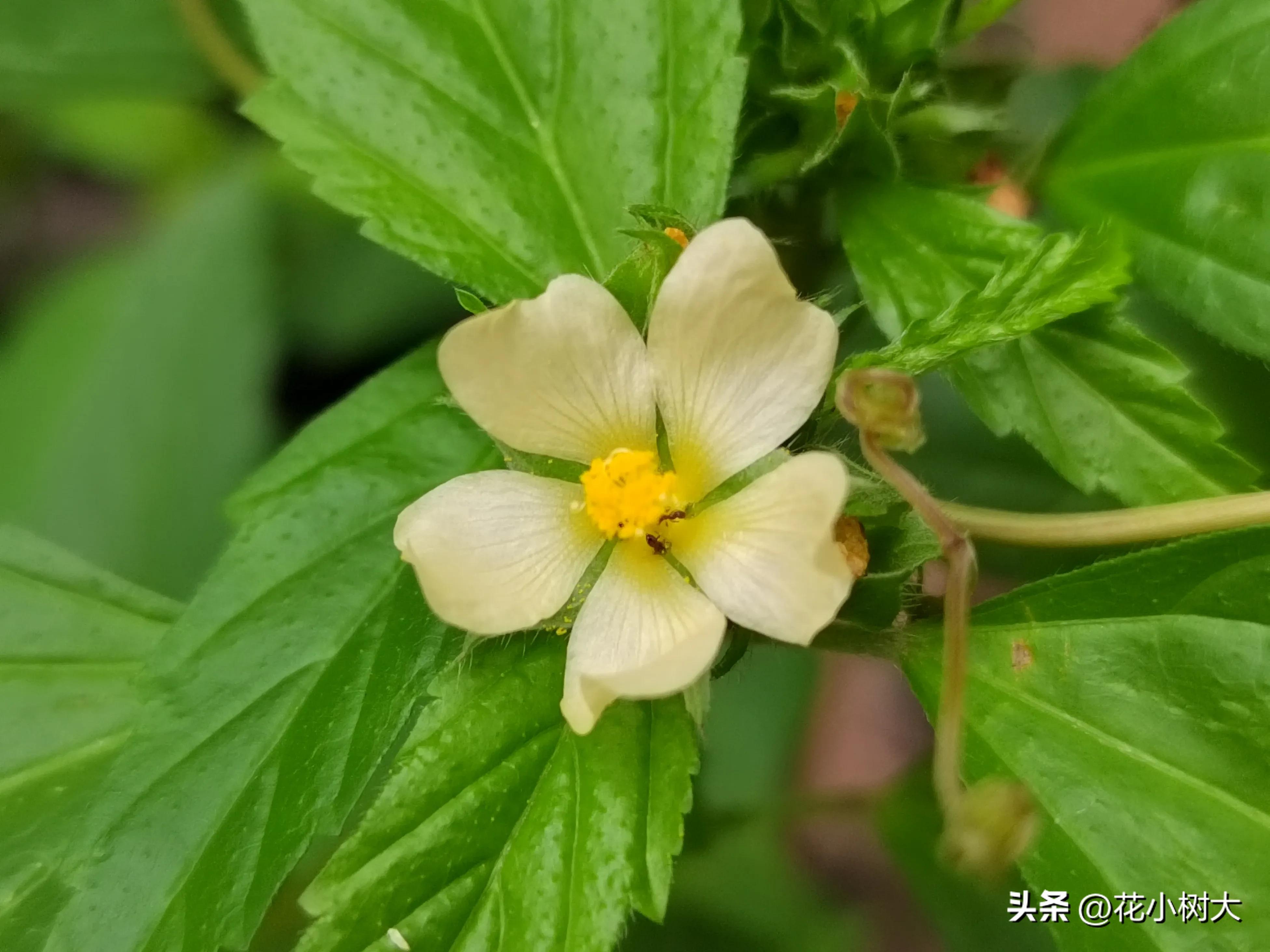 植物图鉴菊花,植物视频实拍