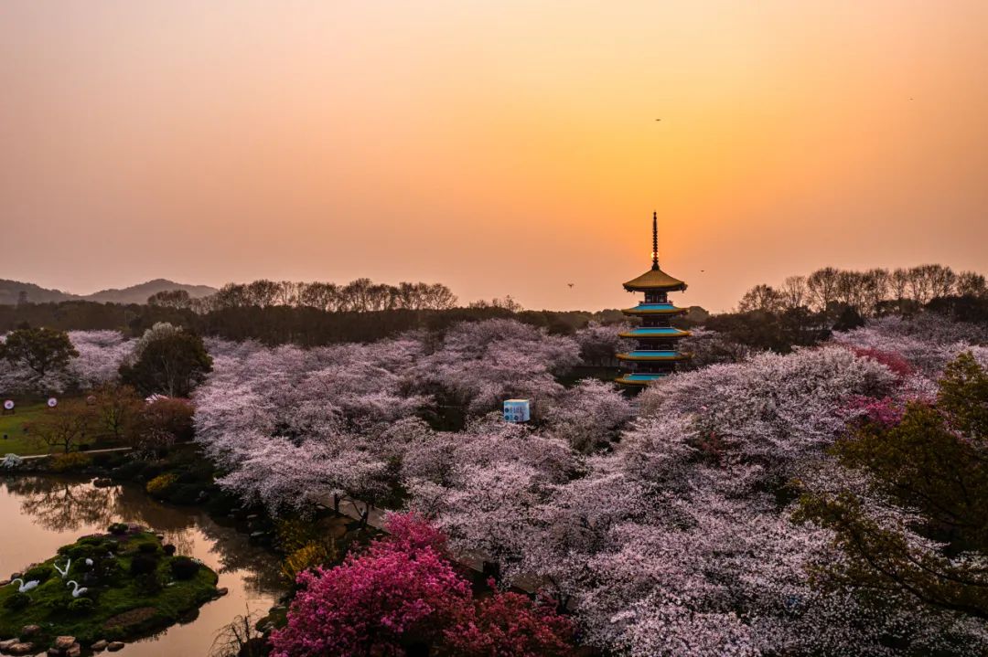 2023年武汉樱花花期,樱花武汉花期