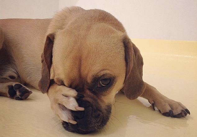 狗狗突然一直舔尿道是有炎症吗,狗狗舔尿液是缺少什么