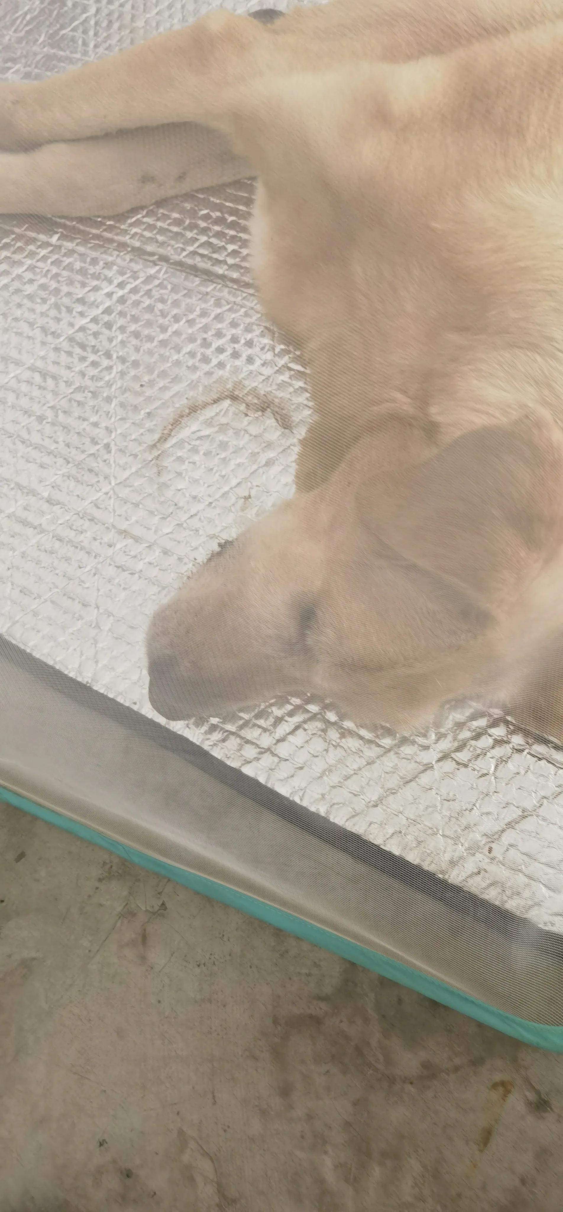 今天狗狗成成可能走到了生命尽头，已经两天不吃不喝了，却不悲伤