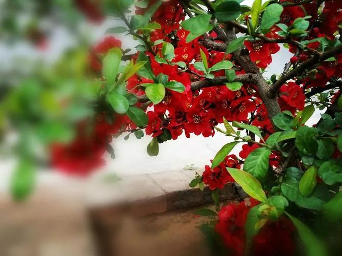 最是书香能致远北部湾中考作文,最是书香能致远初中优秀作文