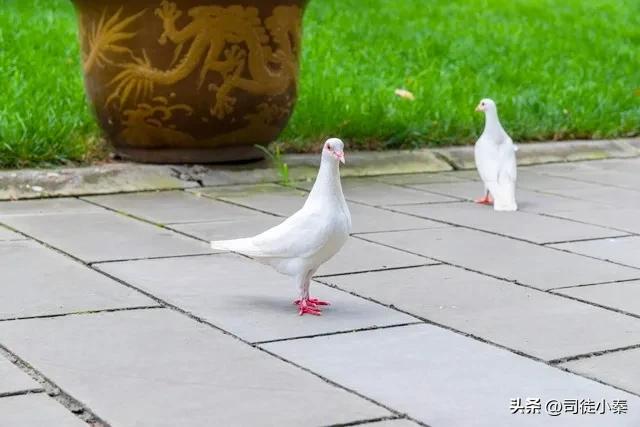 走进鸽子的世界：性别决定一切