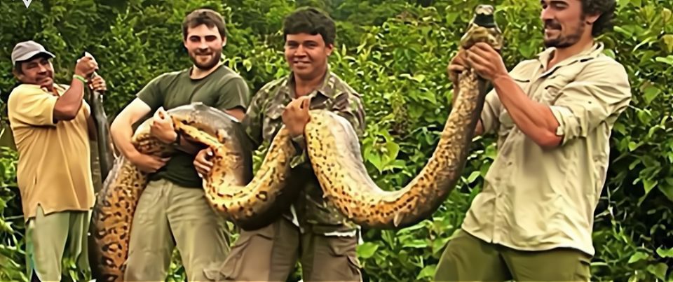 地球上的巨蟒,世界上的巨型蟒蛇到底有多大