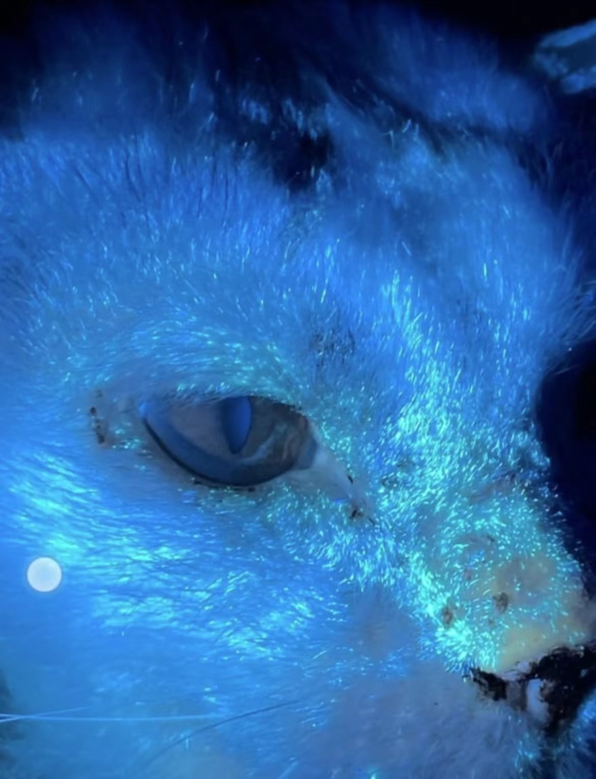 人被传染猫癣如何治疗,肤曲康治疗猫癣怎么样