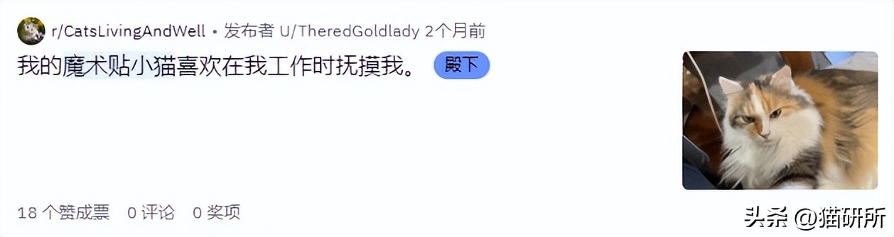 救命！猫咪太黏我了怎么办？