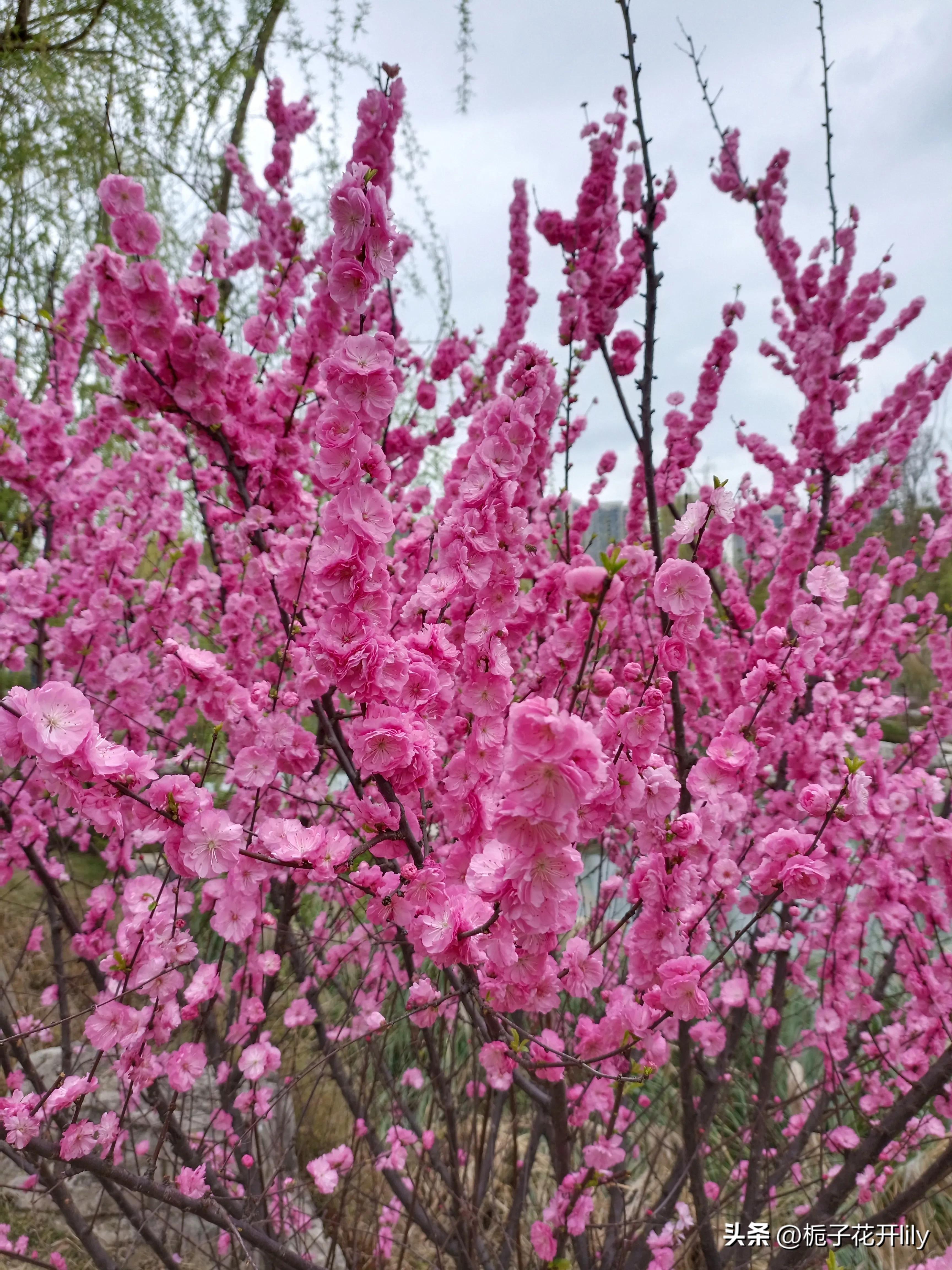 这周末可以在成都哪些地方玩,周末成都有哪些值得去的地方