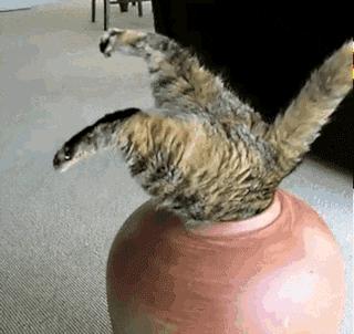 别人家的猫是液体还是固体,猫都是水做的