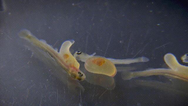 国内的假三文鱼是什么鱼,哪种才是真正的三文鱼