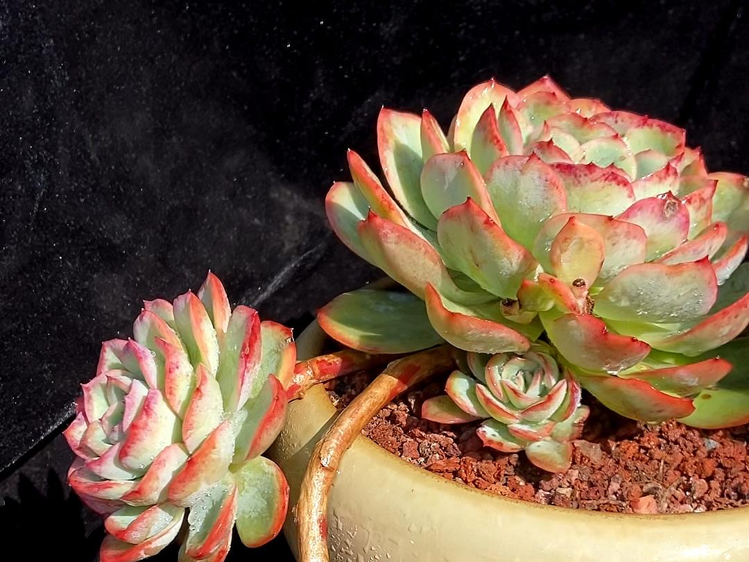 多肉晨露和橙梦露的区别,晨露的多肉名字