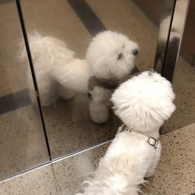 狗狗中最乖的狗是哪一种,狗界最怂的6种狗有危险溜得很快