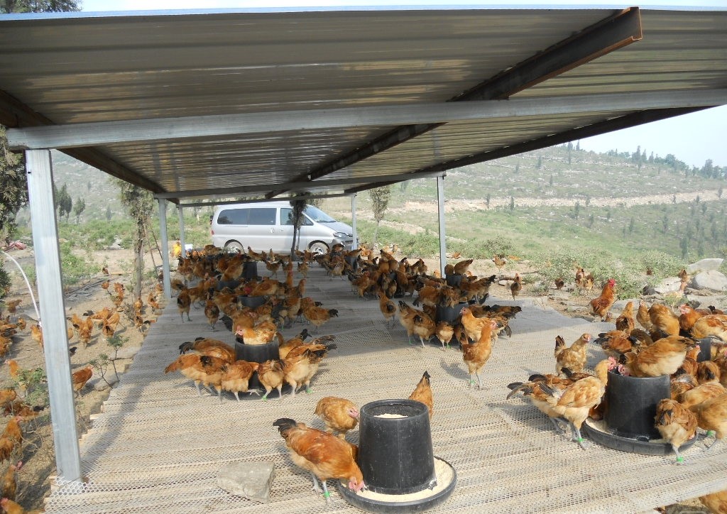 母鸡打鸣为什么会被杀,为什么公鸡打鸣母鸡不打鸣呢