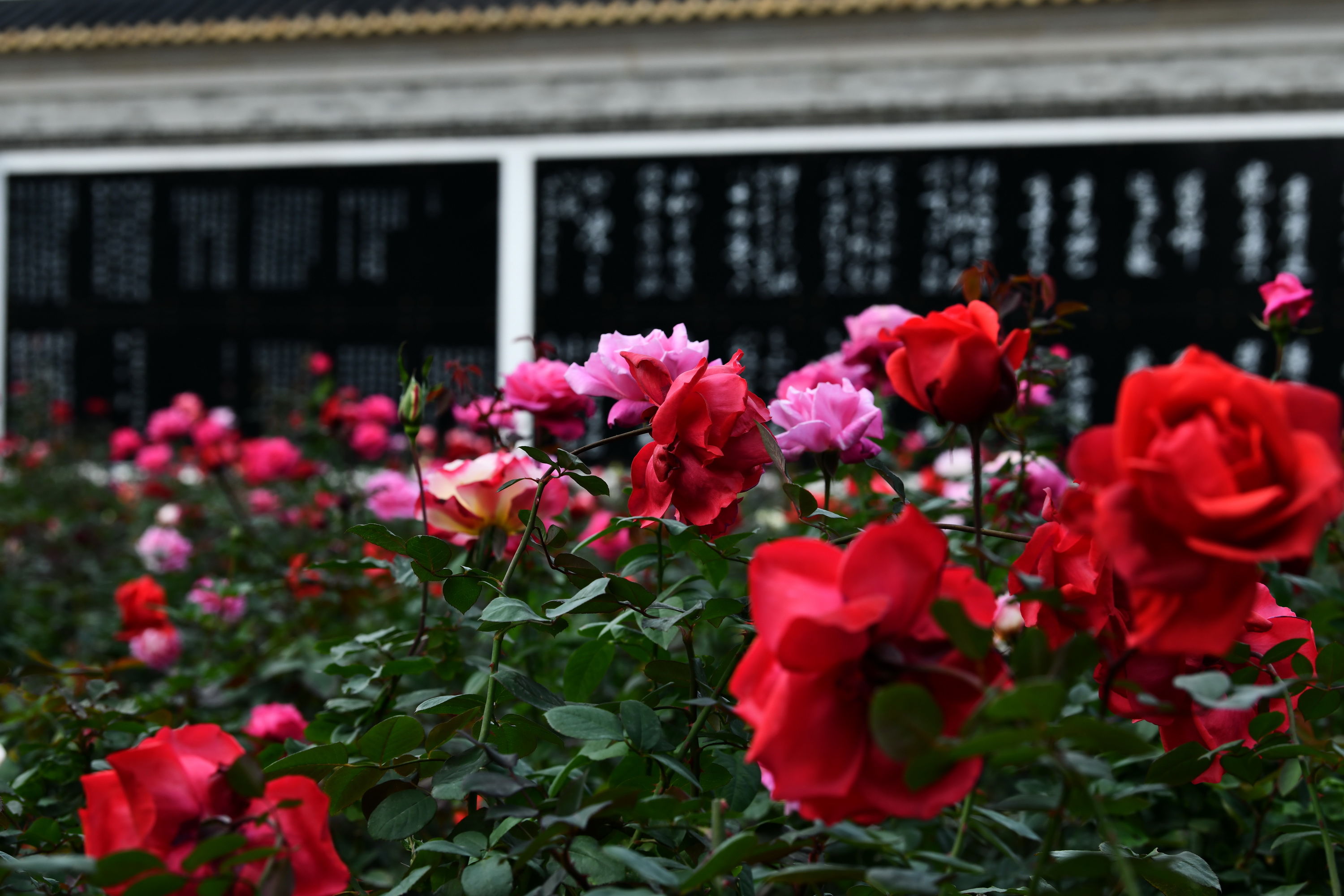 广州市番禺区宝墨园攻略,广州宝墨园景观