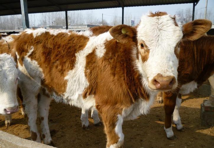 养牛喂草料的方法和技巧视频,小型养牛场喂牛最省事的方法