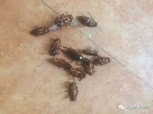 蟑螂怎么正确消灭最彻底家用妙招,蟑螂怎么消灭最彻底最有效的方法