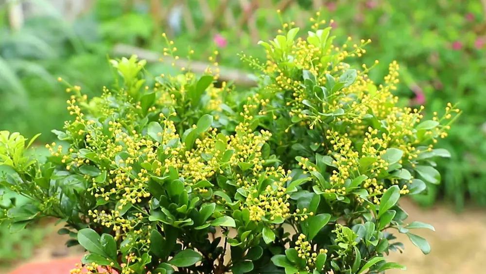 米兰花怎么养才愿意开花多一些,米兰花怎么养叶子才会油绿有光泽