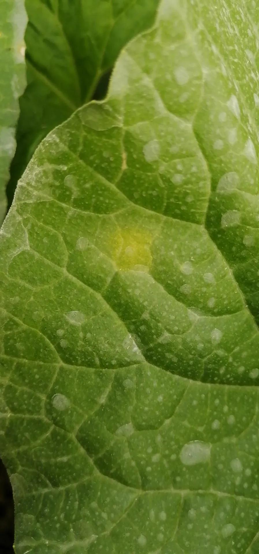 甜瓜霜霉病的预防与治疗