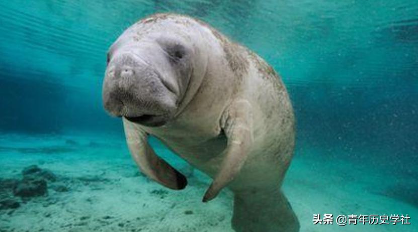 美人鱼神秘吗,美人鱼真实秘密