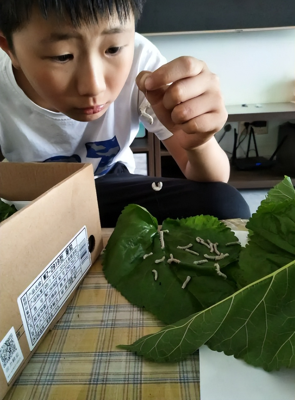 90后美女带娃客厅养七彩蚕，32天近距离观察吐丝结茧，发现新商机