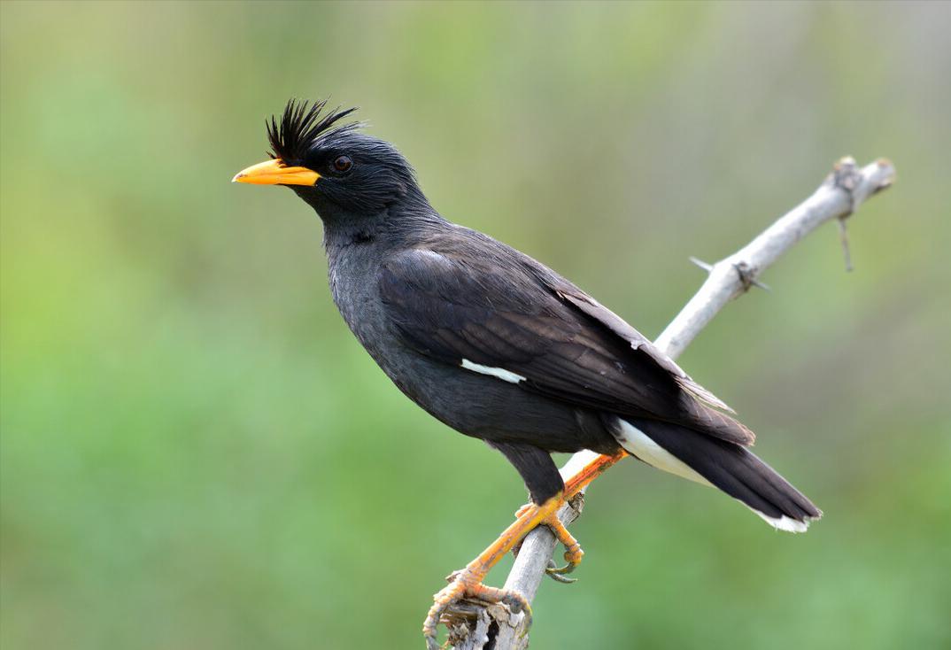 所有鸟图片大全大图,50张最佳鸟类摄影作品