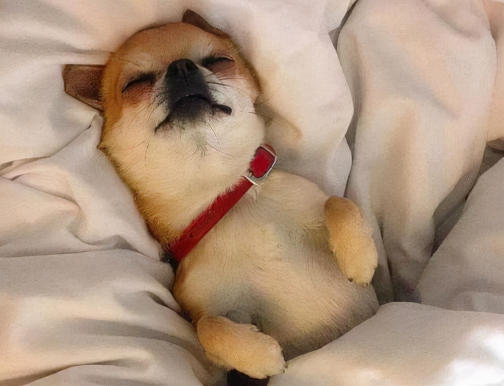 兽医评价宠物寿命,狗狗寿命跟什么有关