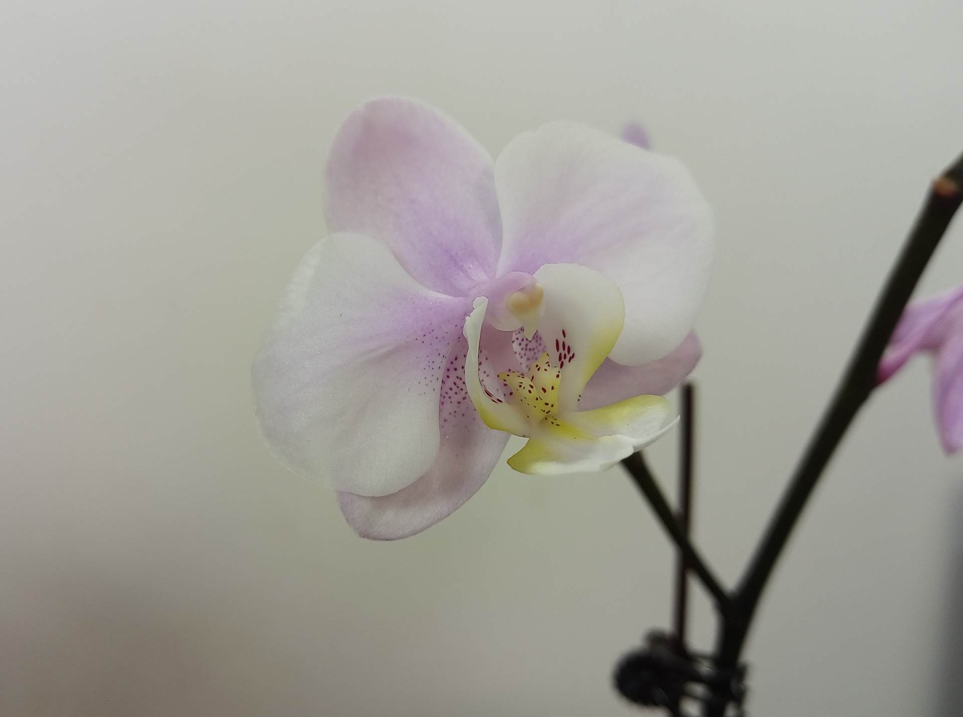 agmh5pro是5g手机吗,华为防水防摔的手机哪一款比较好