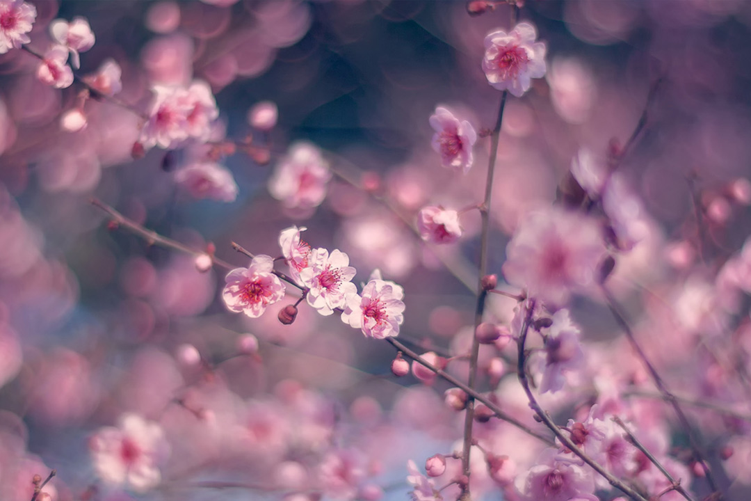 白居易的古诗出处,白居易桃李满天下诗句全文