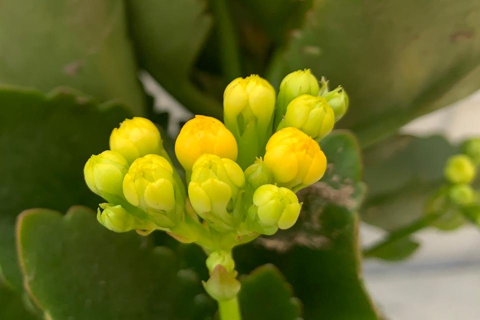 黄色重瓣长寿花的品种,金色长寿花