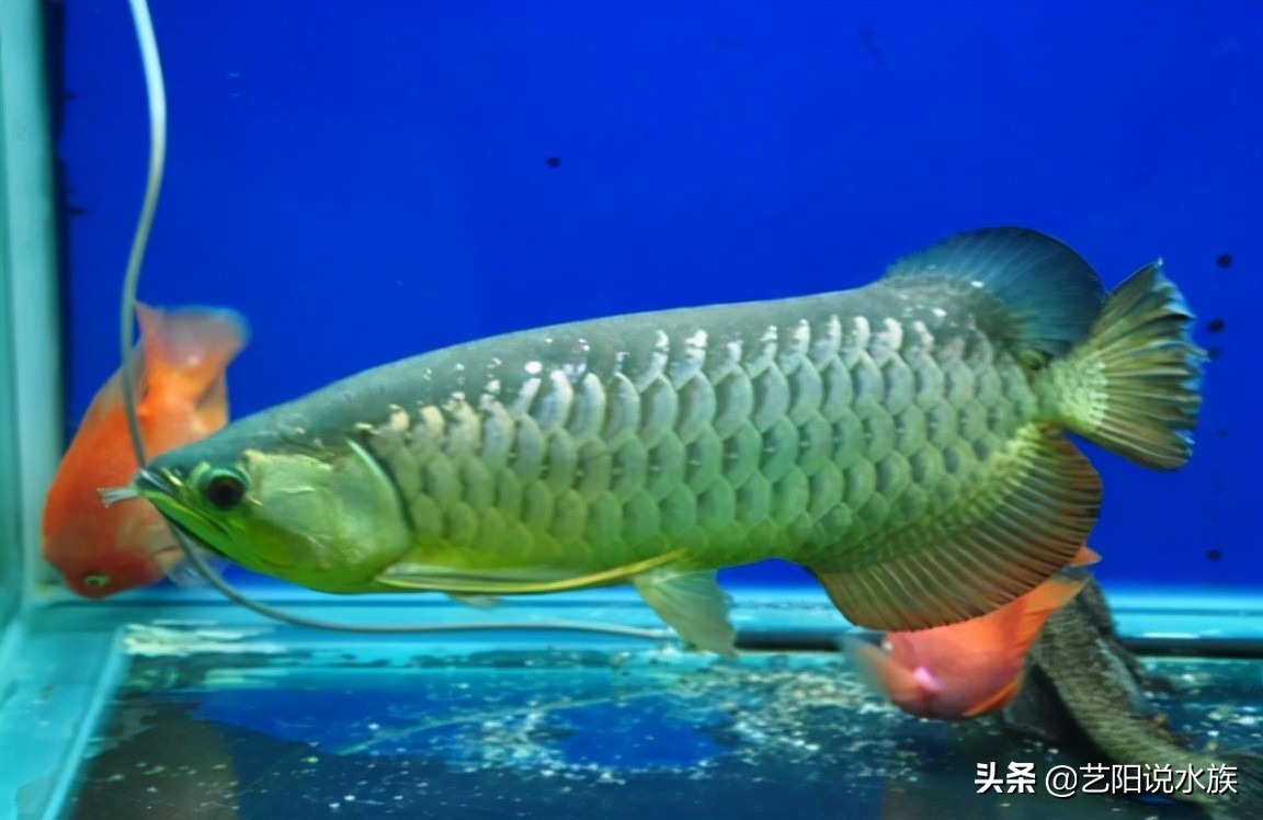 好品质金龙鱼价格,金龙鱼油哪种品质最好