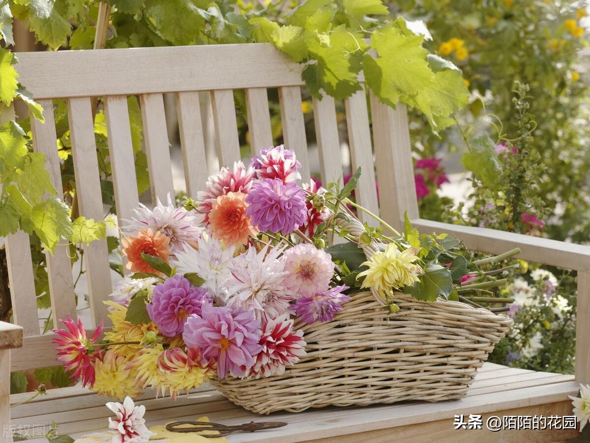 春节开花的庭院花卉,适合四季开花的庭院花卉