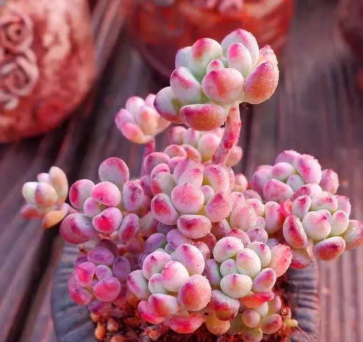 都说多肉漫画汤姆很娇气,我偏偏就不信,夏天也要丢在外面全露养