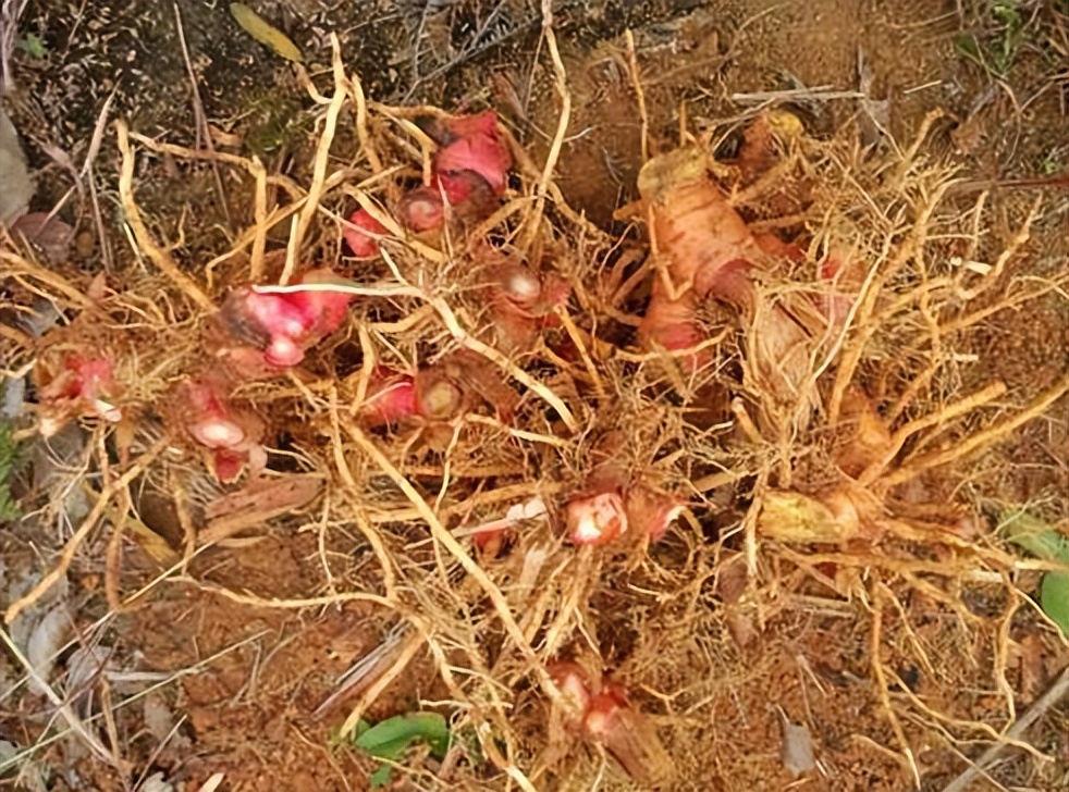 南姜的味道和普通姜的区别,南姜和生姜味道区别