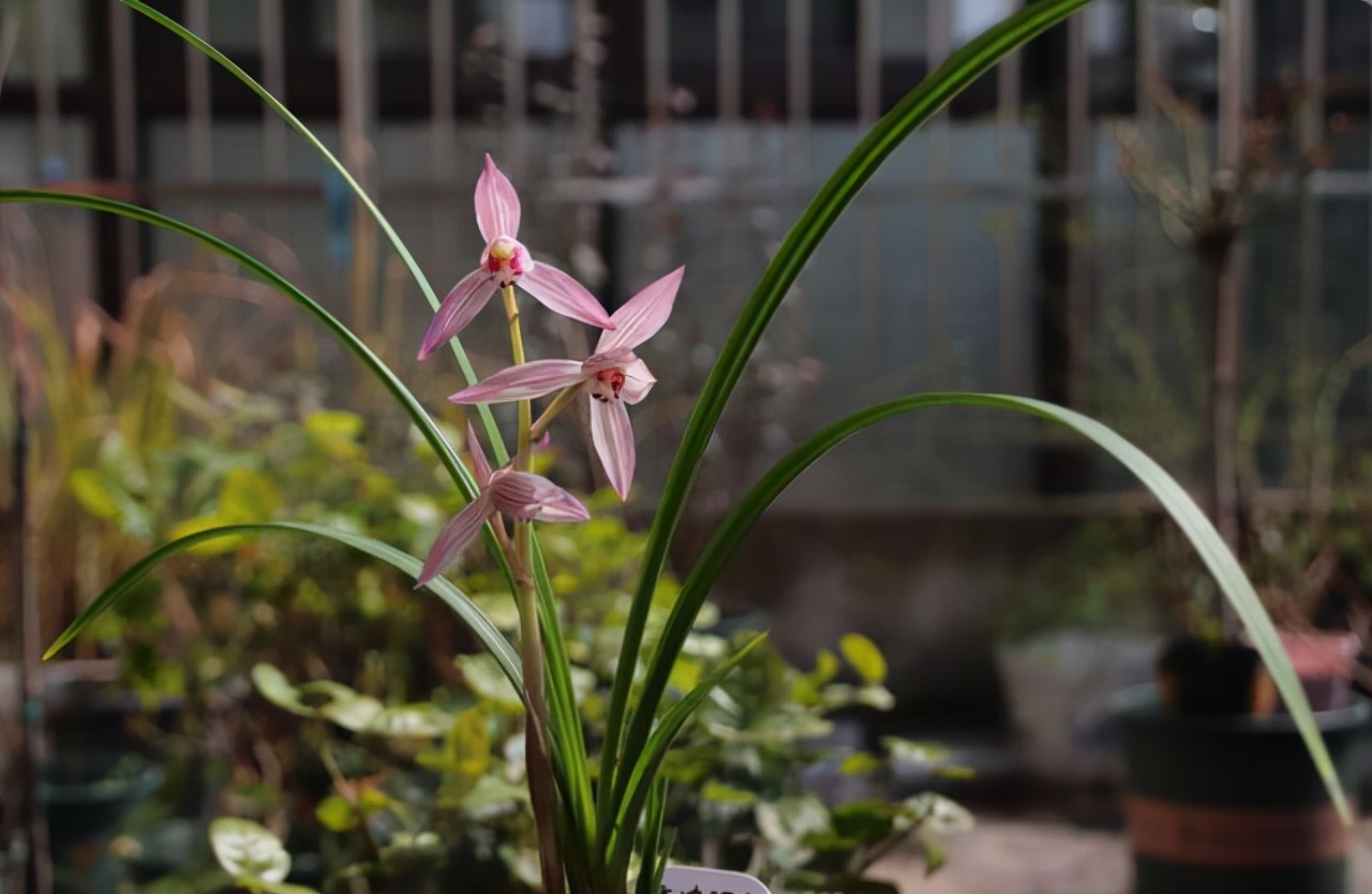 形容兰花幽香唯美的成语,形容兰花幽香的诗句