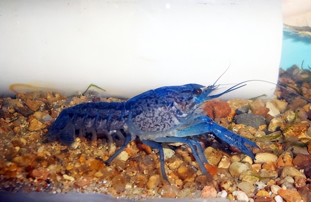 夏天小龙虾到底能不能吃,小龙虾烧烤的危害