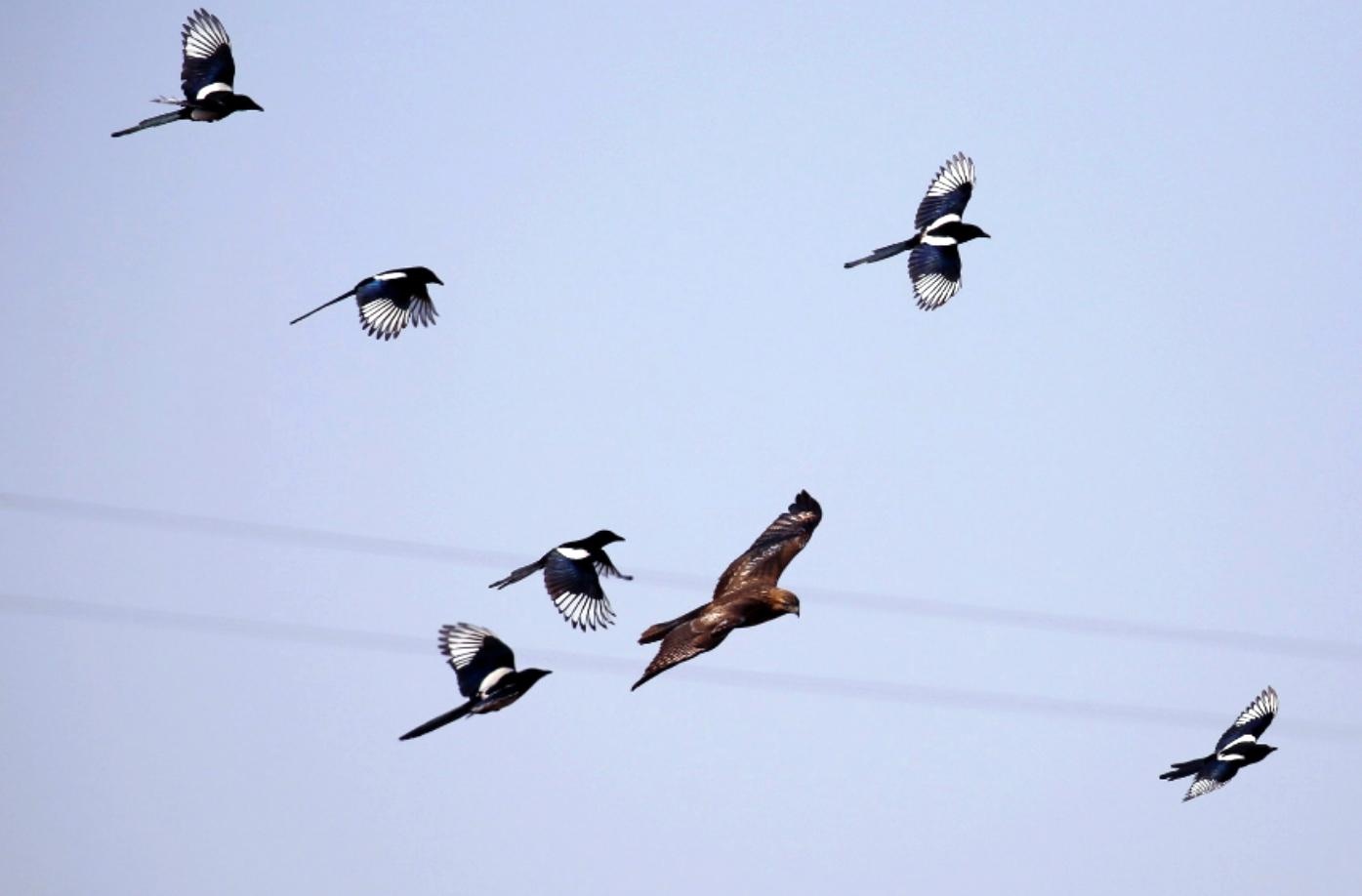 老鹰不吃喜鹊喜鹊为何没泛滥成灾,喜鹊很坏为何被视为吉祥鸟