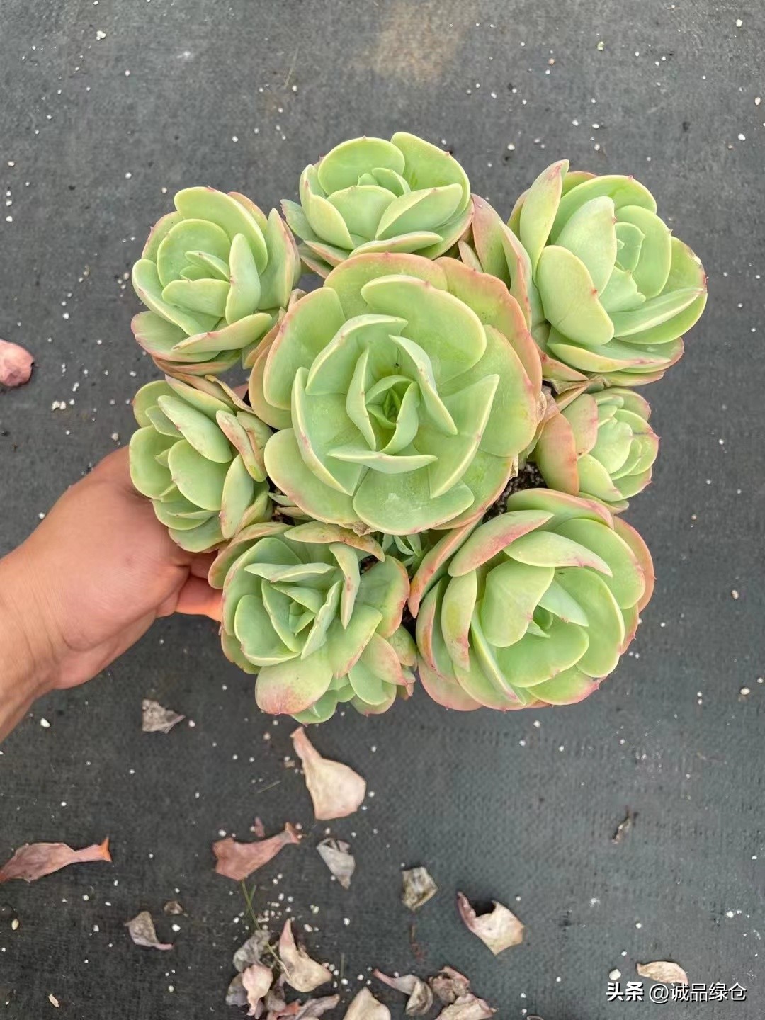 十大最萌的多肉植物,十大稀奇的多肉植物