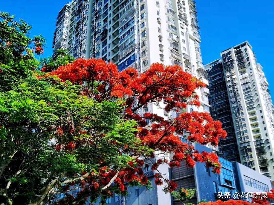 厦门路边一棵花，凭“超强花量”走红，被当地人评为“凤凰花王”