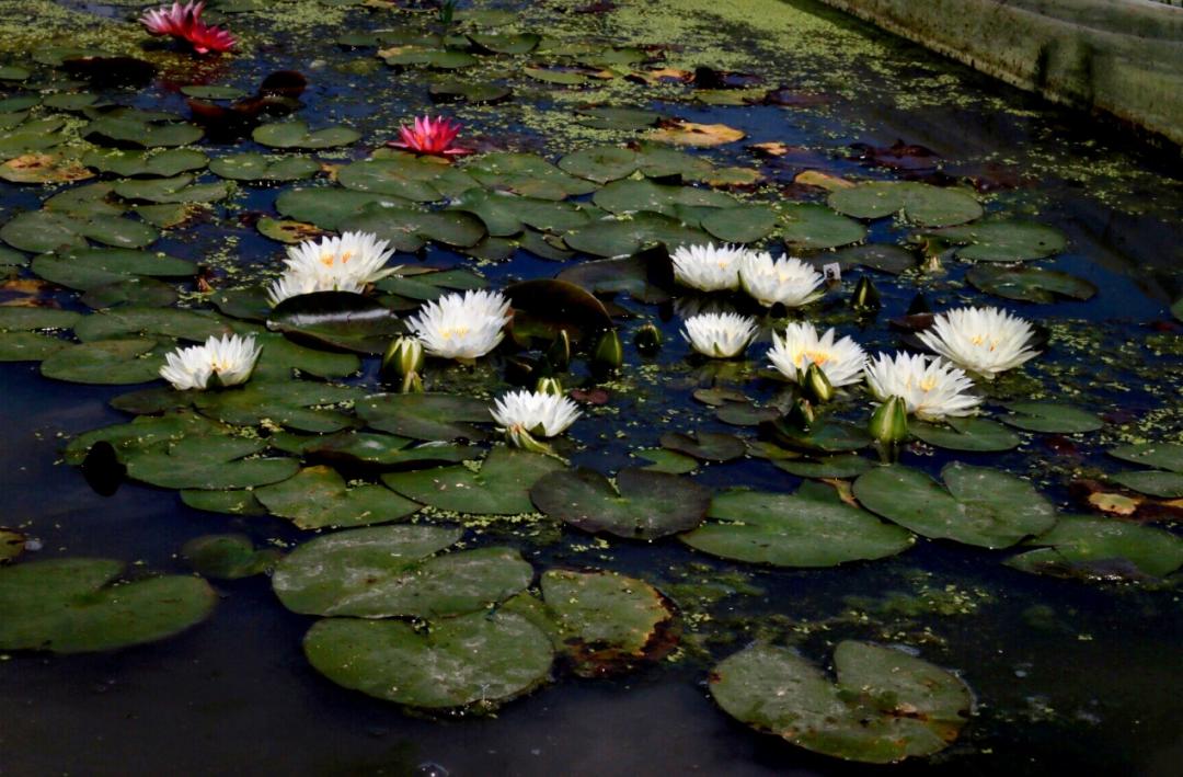 95后广东小伙痴迷睡莲育种,95后小伙痴迷睡莲育种