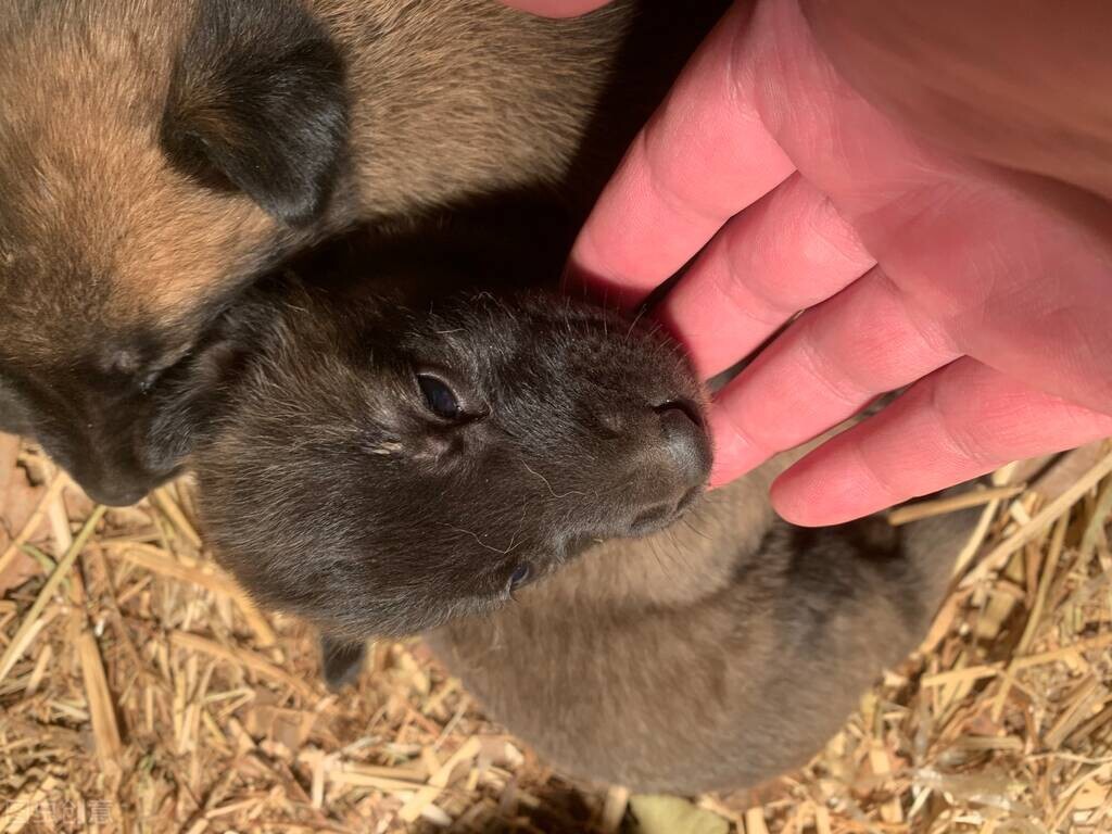幼儿户外小兔跳圈教案,幼儿园小兔跳圈接力赛