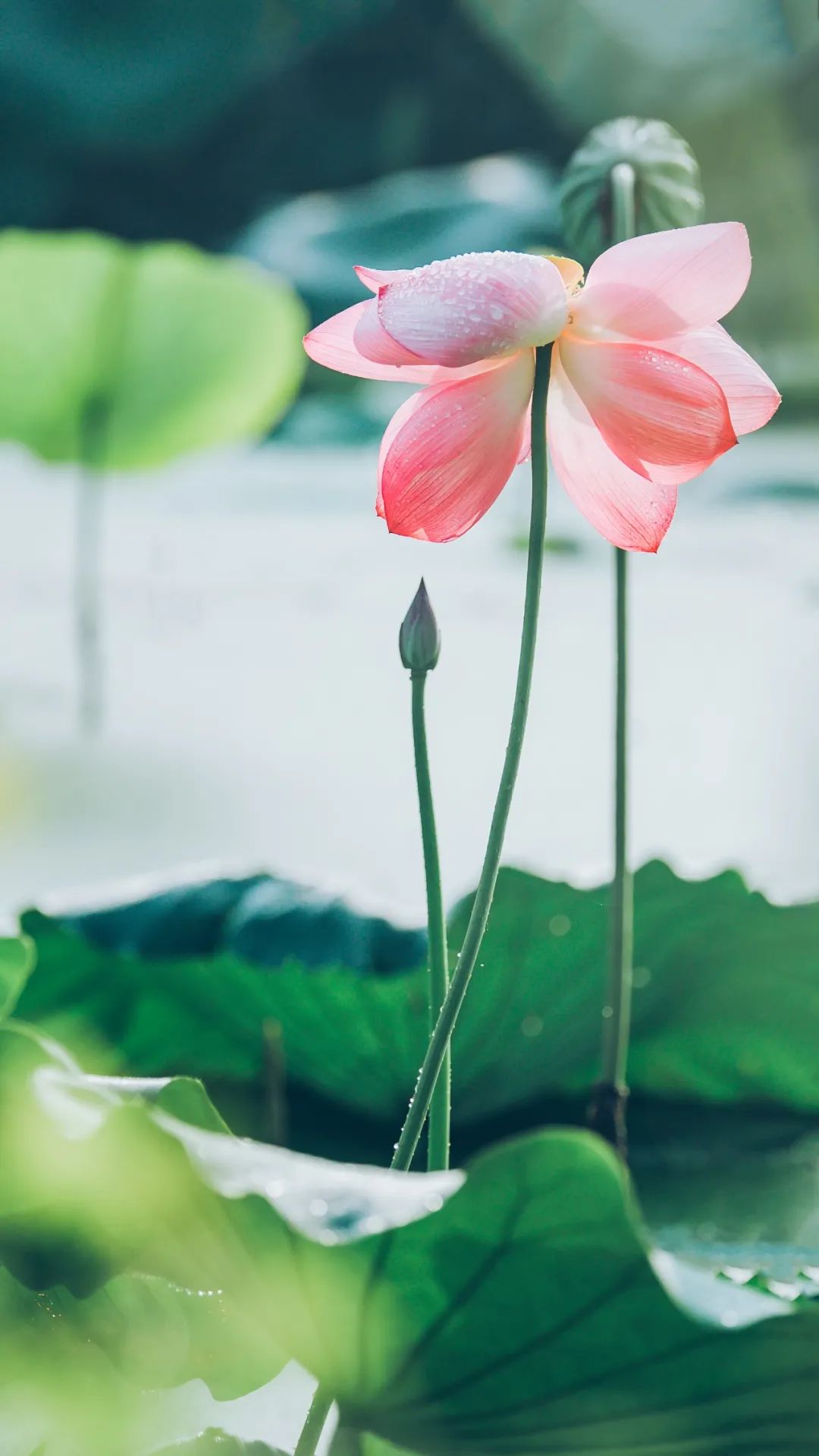 最美荷花的诗句,十首荷花诗句唯美了整个夏天
