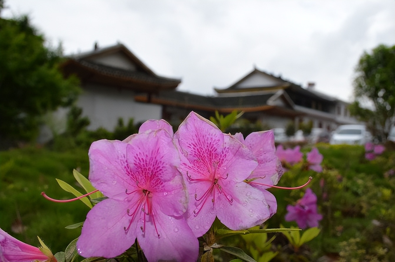 大城武汉,小城恩施——绿油油的伍家台