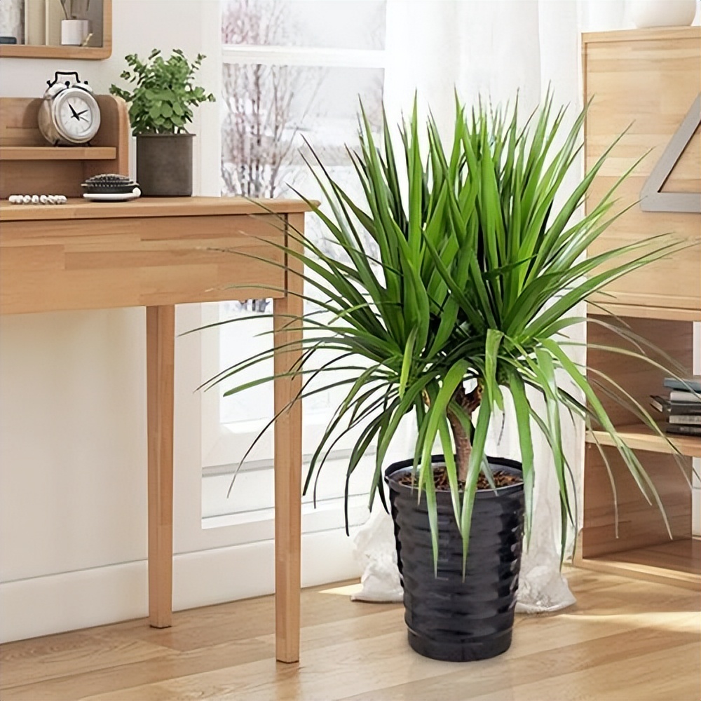 客厅养什么花好看又好养,客厅养什么花好看又好养活