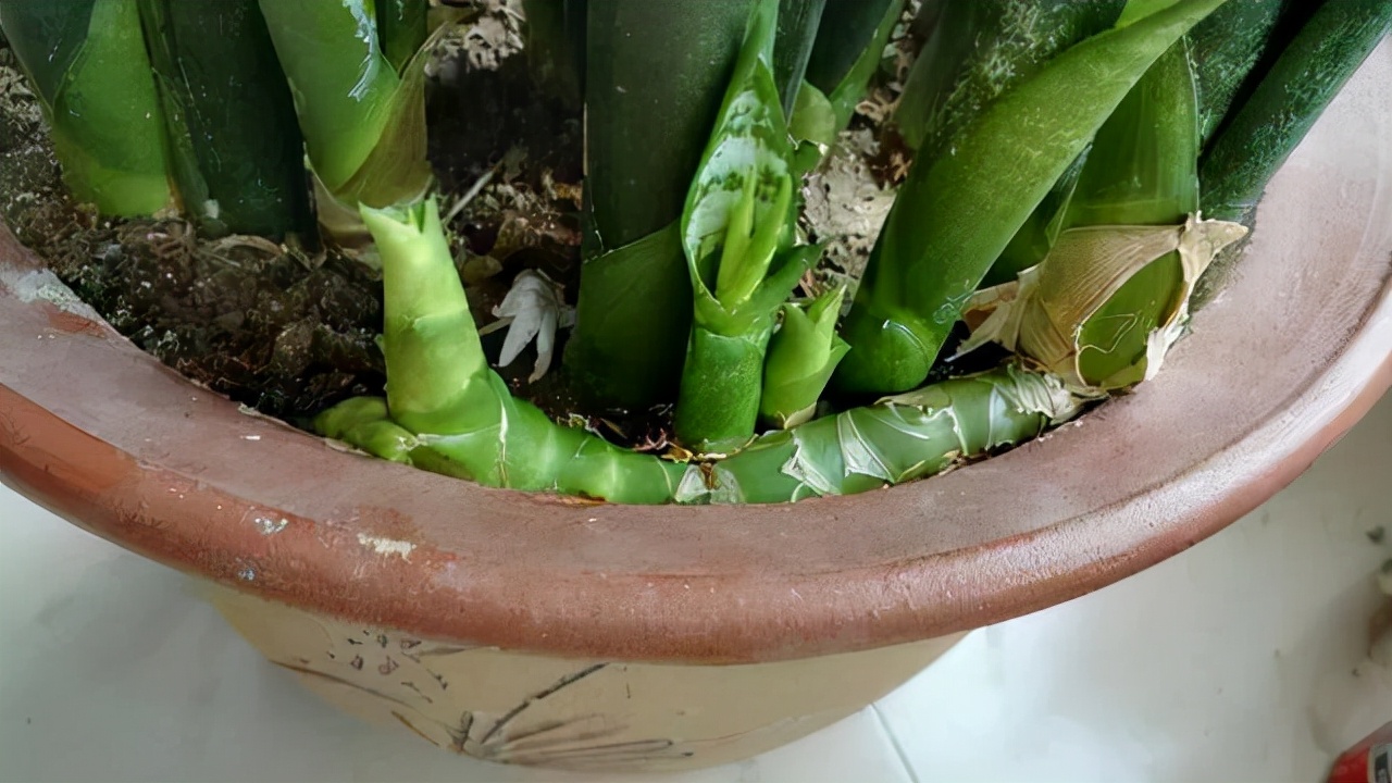 10种公认客厅最好养的花,适合客厅养的懒人花