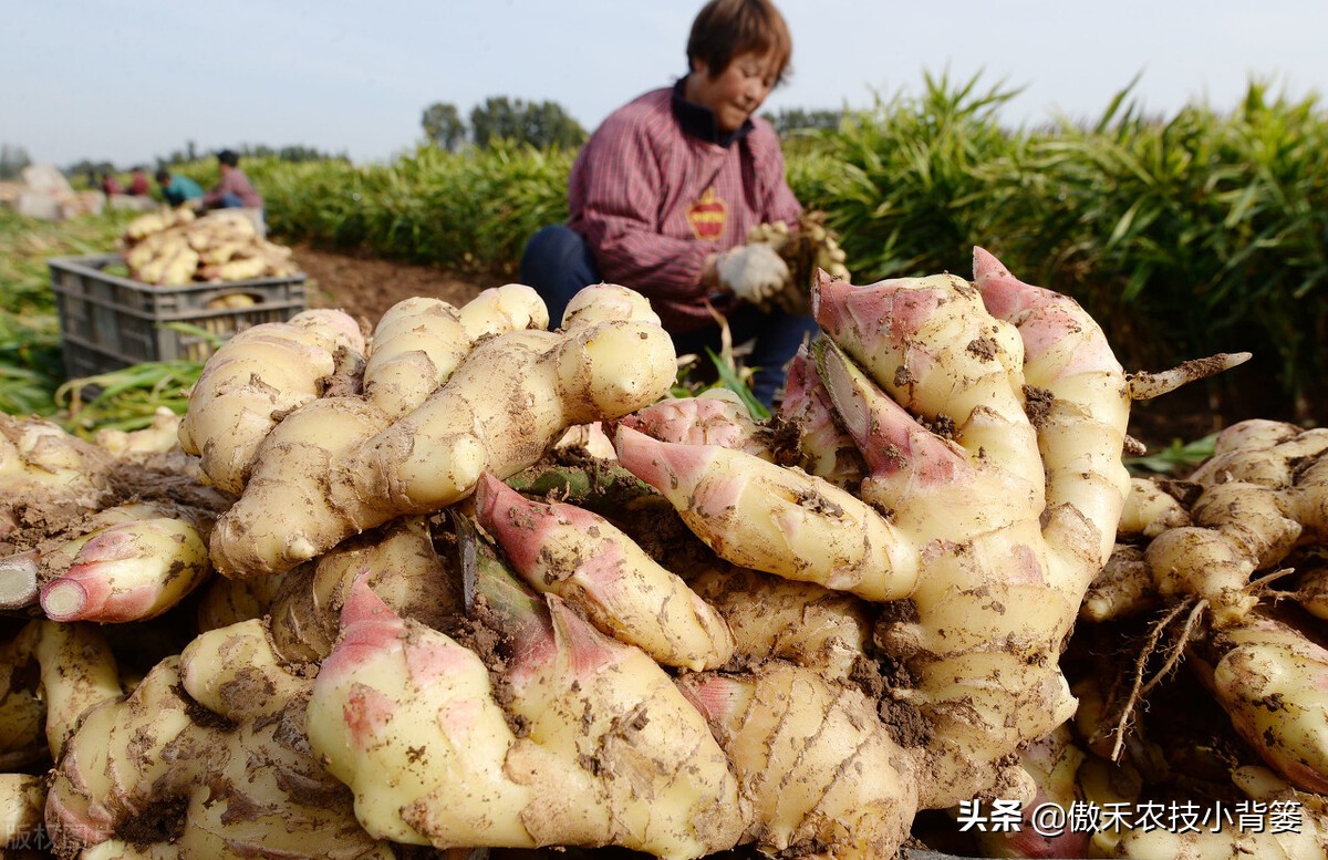 大姜的种植和管理技术资料,大姜种植新方法新规模
